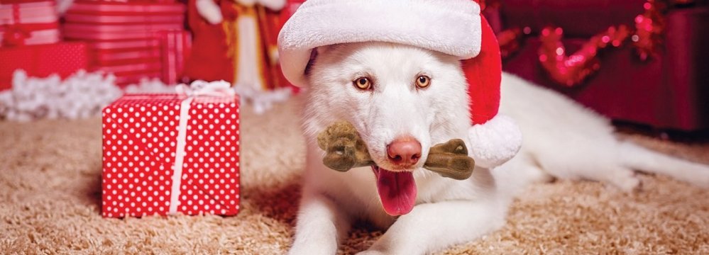 Nylabone-Pet-Christmas-gifts-01