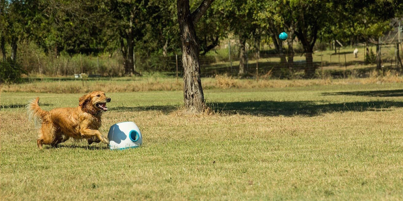 ifetch-interactive-mini-balllauncher-for-dogs